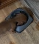 Puppy Steals Big Dog's Food