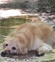 Golden Unwinds In Muddy Puddle