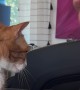 Orange Cat Gives High Five