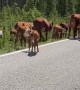 Caught In Montana Cattle Drive