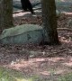 Bear Cub Plays On Hammock With Mom Nearby