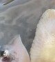 Stingray Gives Birth To Live Pups
