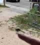 Thousands of Dragonflies Swarm Rhode Island Beach