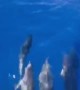 Dolphins Swim In Front of Ship's Bow