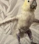Cockatoo Stretches His Wings