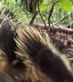 Lowland Streaked Tenrec Makes Rare Stridulation Sounds