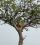 Lion Carefully Climbs Down Tree