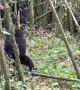 Baby Mountain Gorilla Makes Himself Dizzy