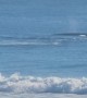 Whales Close To Snapper Rocks Shore