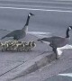 Canadian Goose Walk Chicks Across Freeway