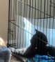 Caged Cat Plays With Sleeping Dog's Ear