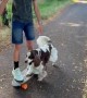 Spaniel Pushes Boy on Skateboard