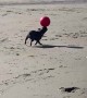 Beach-Loving Dog Balances Ball
