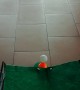 Pug Plays Mini Putt