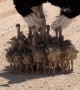 Somali Ostrich Chicks Take Shelter Under Their Dad