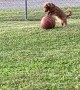Dachshund Plays With Basketball