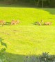 Numerous Foxes Gather In Backyard