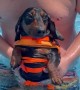 Dachshund Pup Paddles In Place