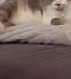 Rapid Kitty Tongue Bleps