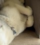 Husky Is a Perfect Fit