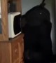Bear In Kitchen Eats All The Snacks