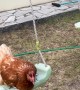 Chickens Swing on Swing Set