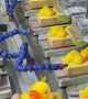 How Rubber Ducks Are Made