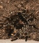 Mexican Flame Knee Tarantula Molting