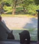 Mama Bear And Cubs Visit Cabin Porch