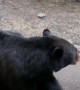 Giving A Black Bear Head Scratches