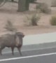 Javelina Family Crosses Street