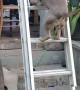 Dog Climbs Ladder Up to Attic
