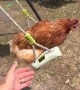 Family Plays On Swings With Pet Chicken