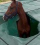 Someone’s Horse Fell Into My Pool
