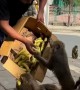 Feeding a Box of Bananas to a Group of Hungry Monkeys