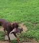 Dog Brings Home an Armadillo