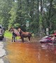 Two Horses Rescued From Storm Floods