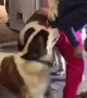 Saint Bernards Overwhelm Mom With Love
