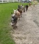 Goat Parade Delights Crowd