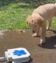 Puppy Plays With Doggy Water Fountain