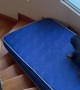 Dachshund Slides Down Spiral Staircase On Mattress