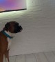 Boxer And Boy Share Adorable Kiss