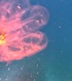 Salp In The Sea