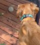 Dog Plays Fetch by Herself