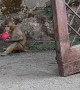Feeding Wild Monkeys a Bucket of Apples