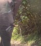 An Elephant Took a Snack From My Truck