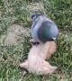 Pigeon Plays With Kitten