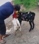 Freeing Two Goats From Plastic Pot
