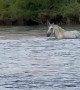 Wild Horse Walks in Arizona River