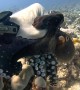 Octopus Grabs Diver's Hand
